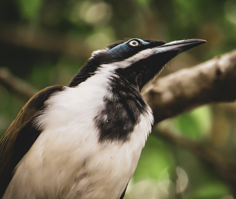 Contact Holmwood Aged Care in Healesville today