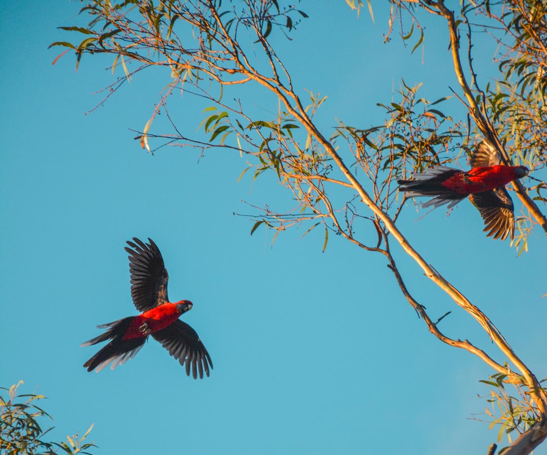 Aged care jobs in Holmwood, Healesville